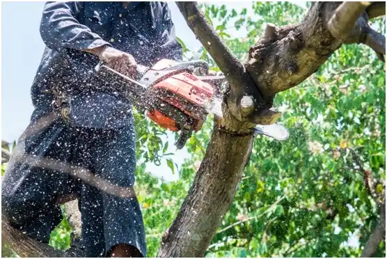 tree services Gloverville